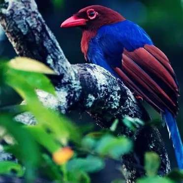 Birds-of-Sri-Lanka