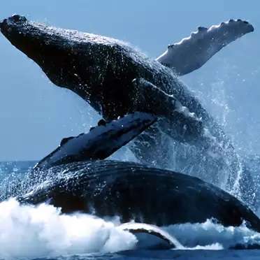 Sri-lanka-Whale-Watching-3-1