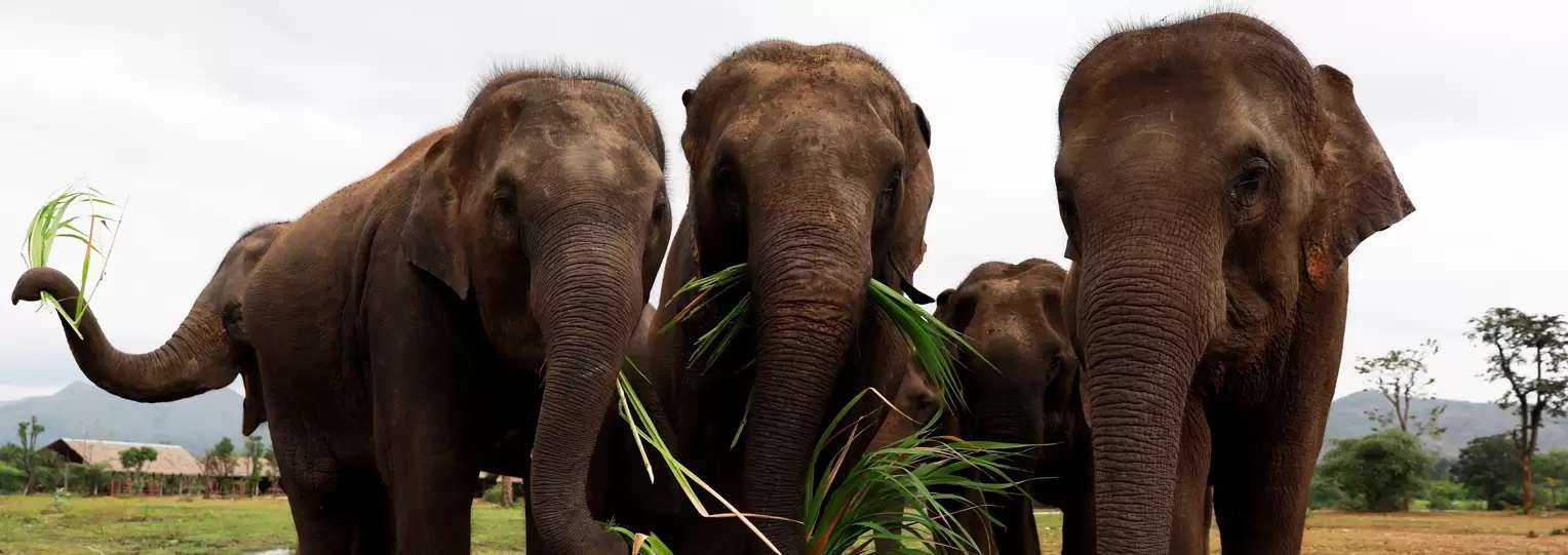 Elephant-Orphanage-Sri-lanka