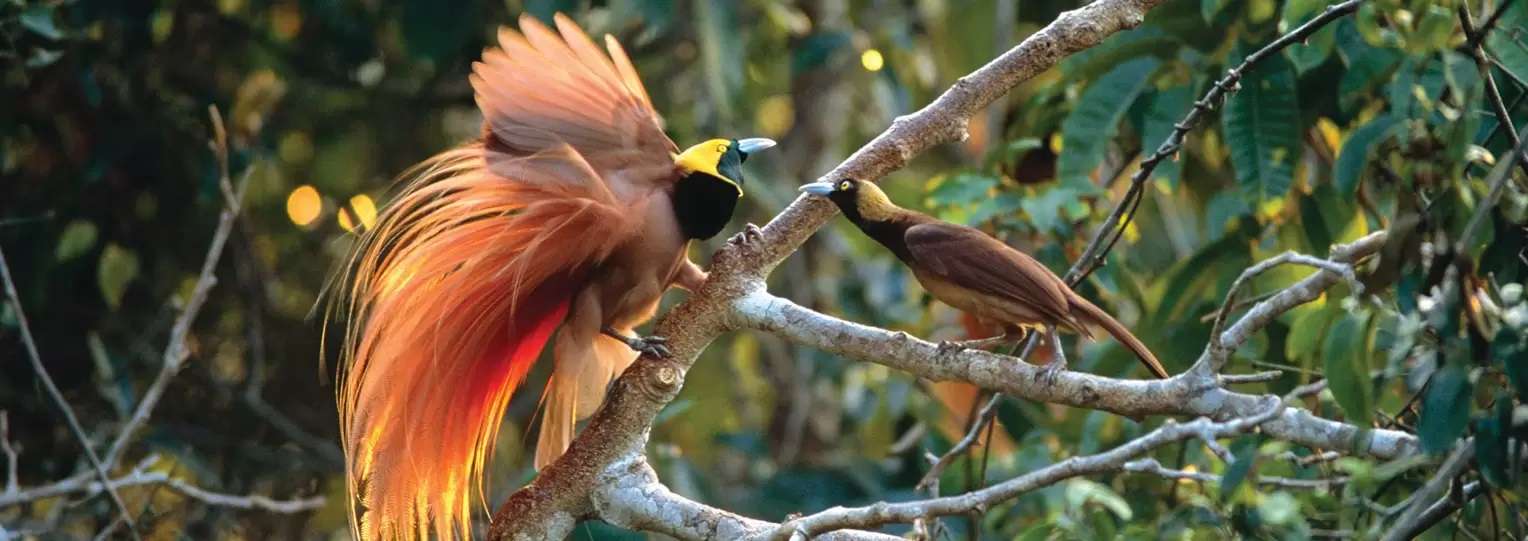 Sri-Lanka-Bird-watching-Tours