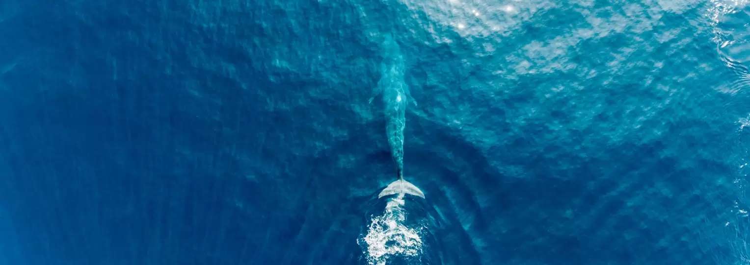 Sri-lanka-Whale-Watching-2