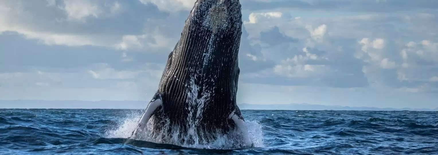 Sri-lanka-Whale-Watching